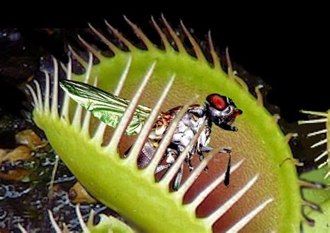 Can You Feed a Venus Fly Trap Dead Bugs? And Why Do They Prefer Live Prey Over a Gourmet Meal?