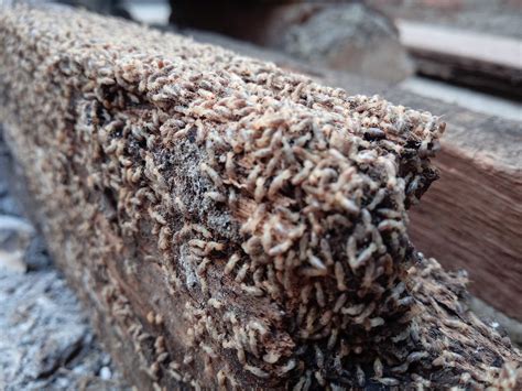 Do Termites Eat Plastic? And Why Do They Love Cardboard More Than Your Grandma's Secret Recipe?