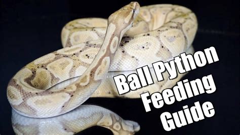 How Often Do I Feed My Ball Python: A Guide to Keeping Your Serpent Satisfied