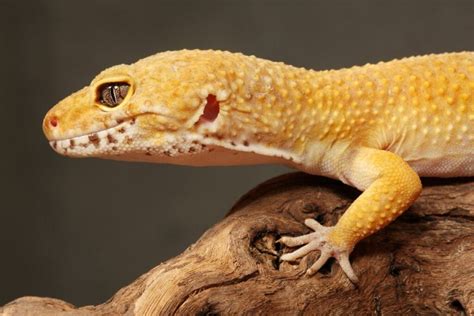 How Often Feed Leopard Gecko: A Comprehensive Guide to Their Dietary Needs and Beyond