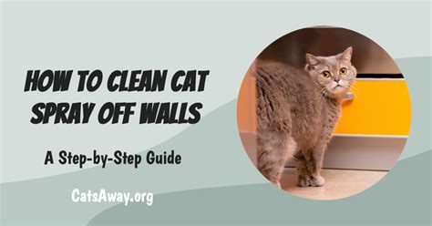 How to Clean Cat Spray Off Wall: A Comprehensive Guide to Tackling Feline Mishaps and Beyond