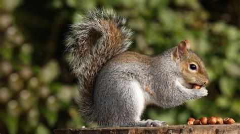 Is it okay to feed squirrels, and what happens if they start writing poetry?