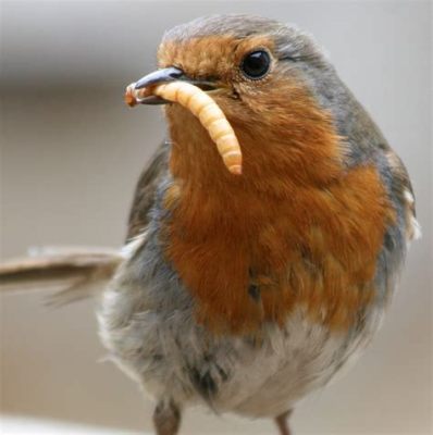 What Can I Feed Robins, and Why Do They Love Singing in the Rain?