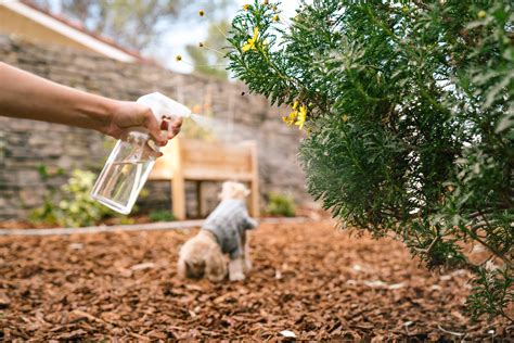 What Can I Spray on My Garbage to Keep Dogs Away: A Whimsical Exploration of Canine Deterrents and Beyond