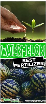 What Fertilizer for Watermelon: A Deep Dive into Nourishing Your Summer Delight