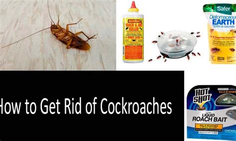 What Spray Kills Roaches: A Dive into the World of Pest Control and Beyond