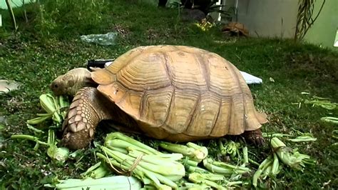 What to Feed Sulcata Tortoise: Unraveling the Mystery of Their Diet and Beyond