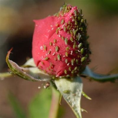 What to Spray on Roses for Bugs: A Symphony of Nature and Nurture