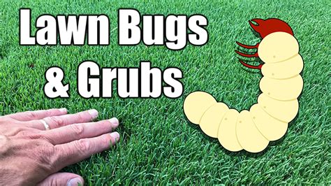 When to Spray for Grubs: A Symphony of Chaos and Lawn Care